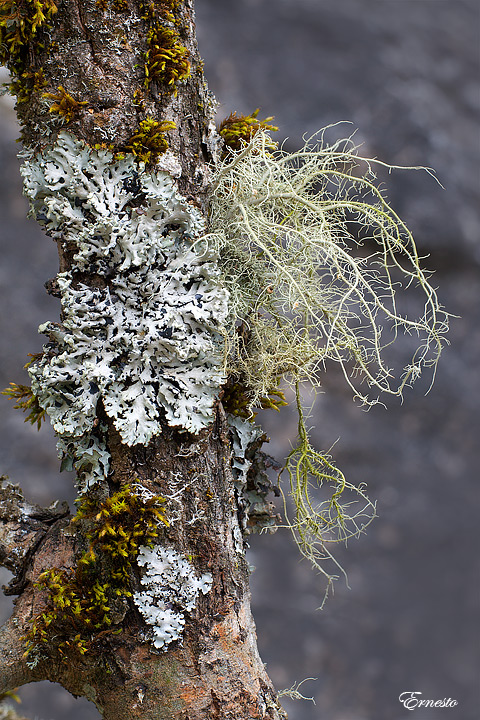 Hypogymnia physodes e Usnea sp.